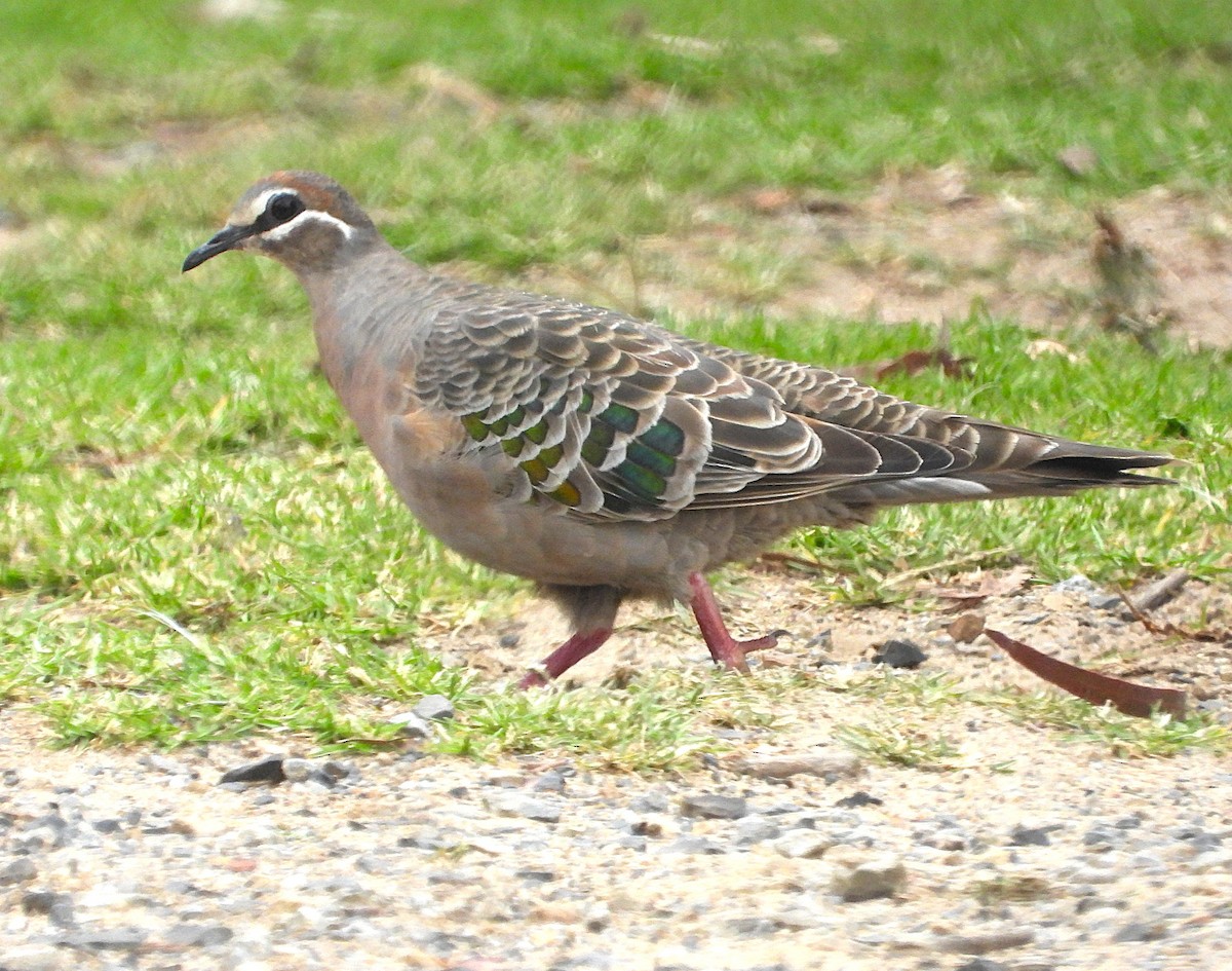 Common Bronzewing - ML646948651