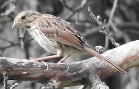 Southern Black-Flycatcher - ML646948652