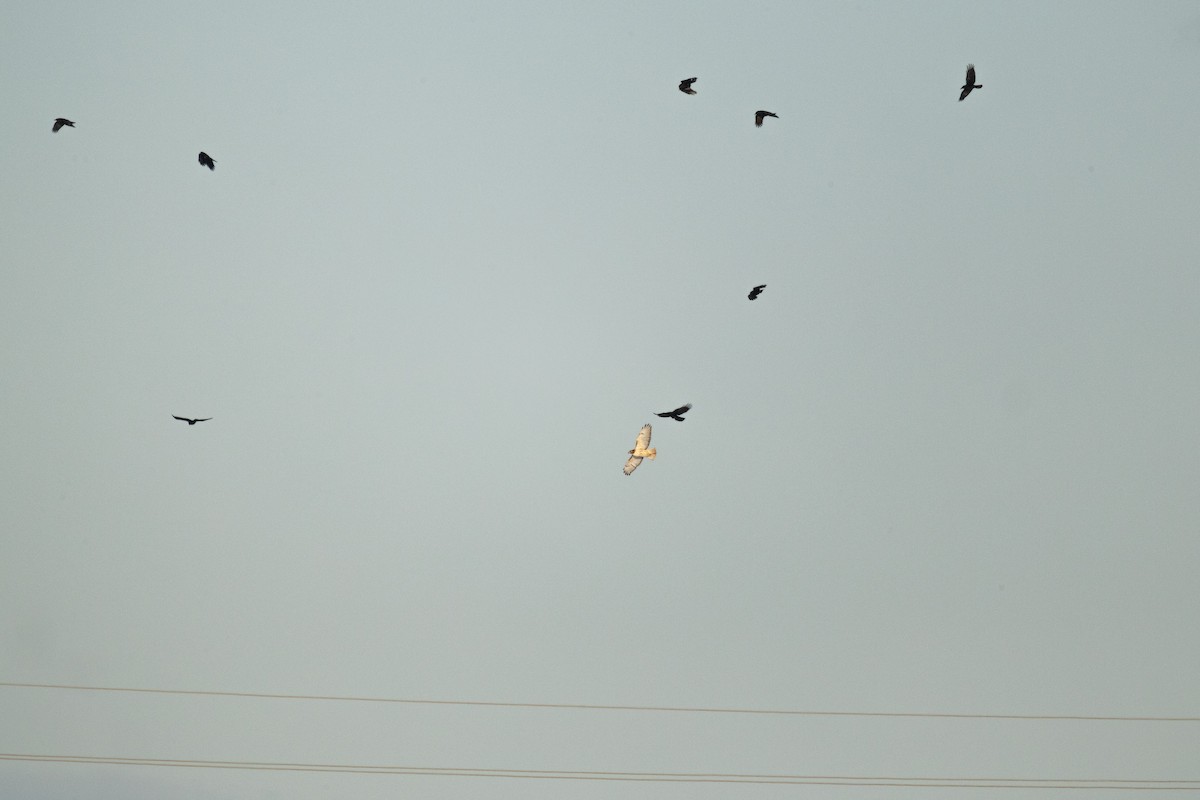 Kızıl Kuyruklu Şahin - ML646948653