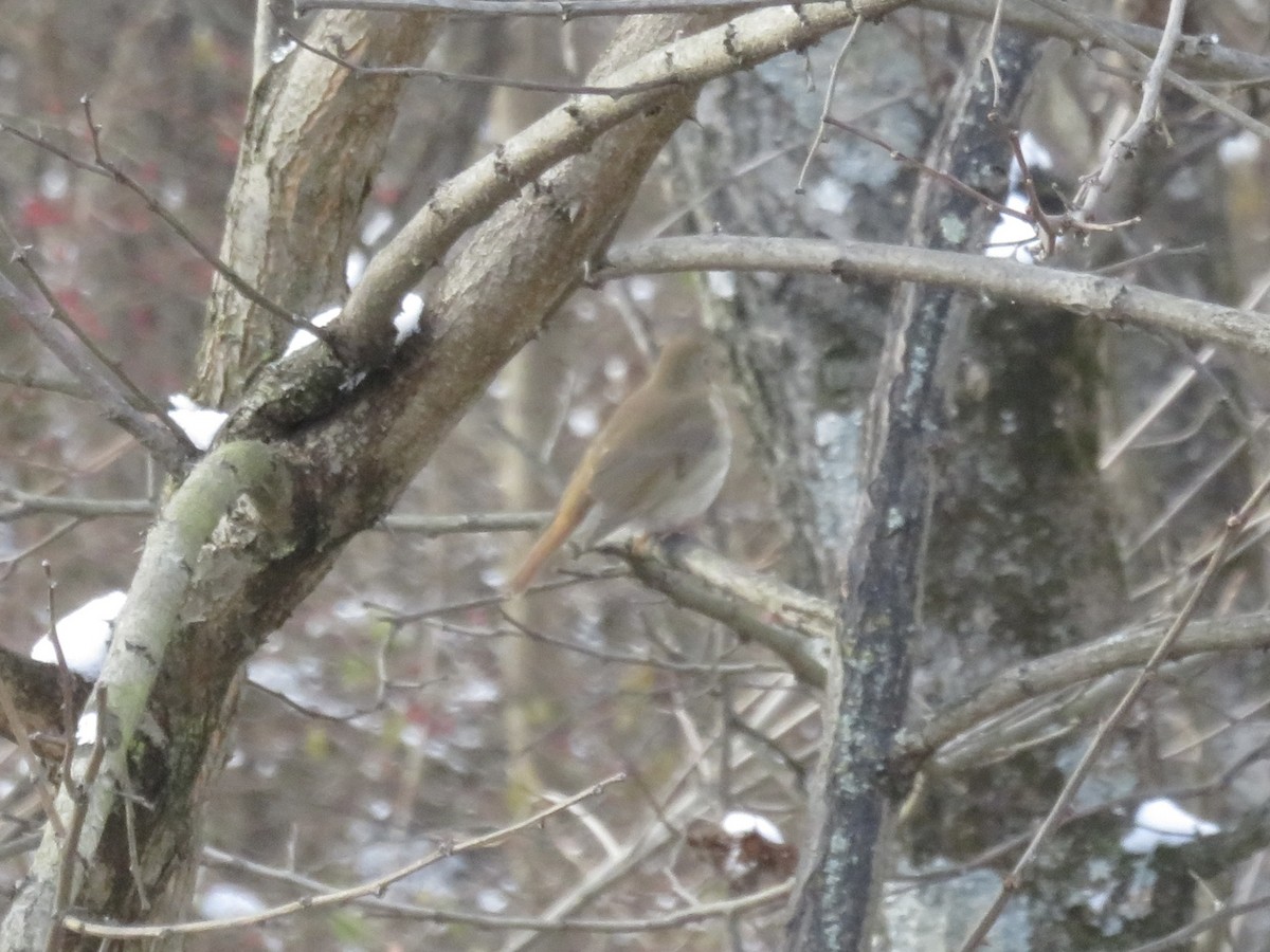 Hermit Thrush - ML646948655