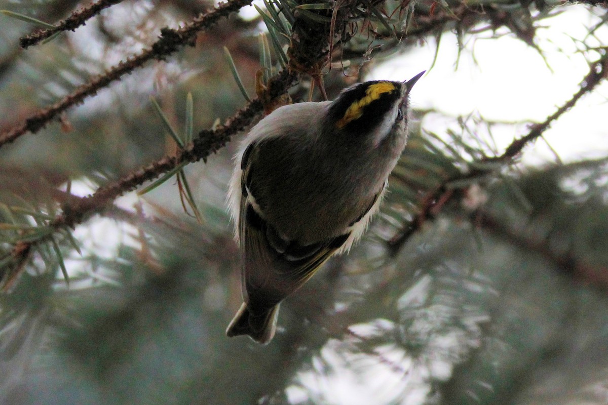 Golden-crowned Kinglet - ML646948656