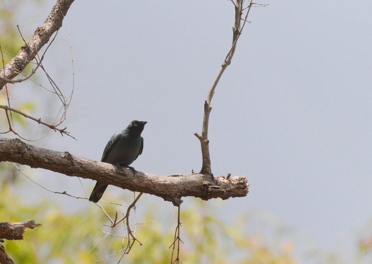 Sahul Cicadabird - ML646948657