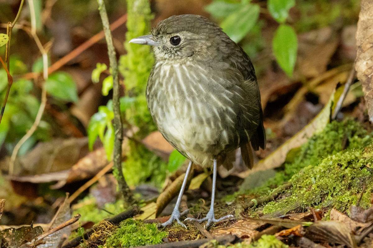 Cundinamarca Antpitta - ML646948659