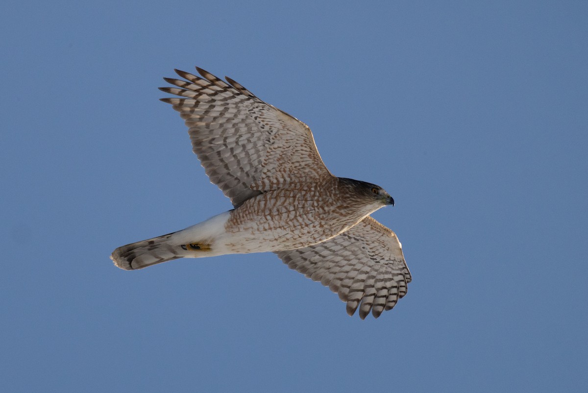 Cooper Atmacası - ML646948661