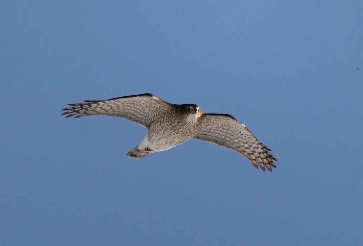 Cooper Atmacası - ML646948662