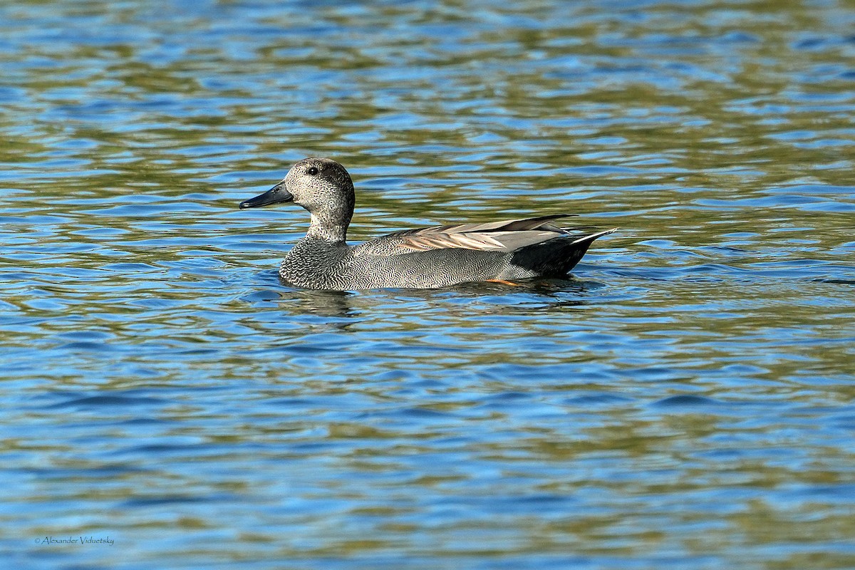 Gadwall - ML646948663