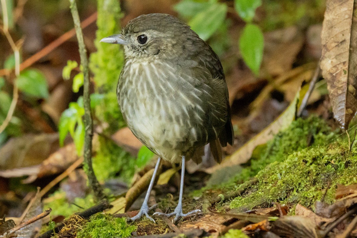 Cundinamarca Antpitta - ML646948669