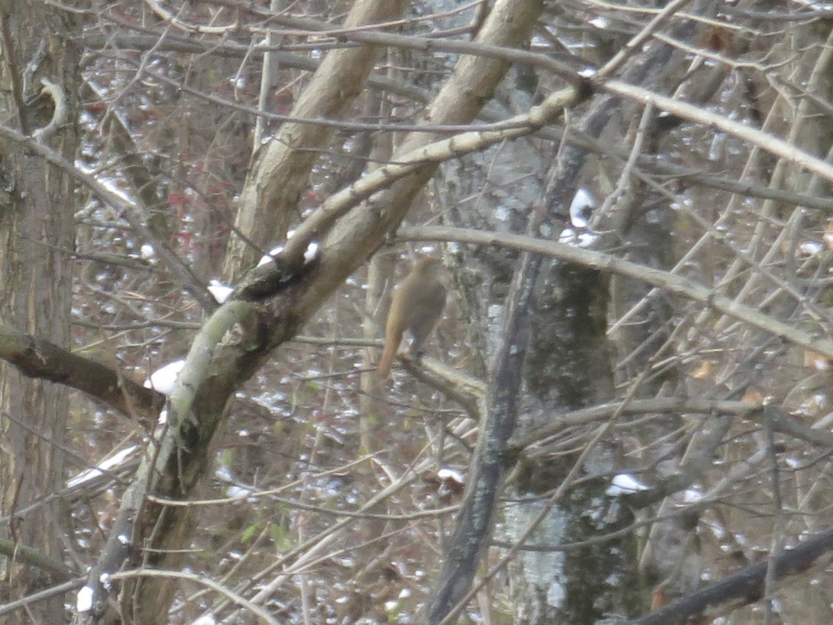 Hermit Thrush - ML646948670