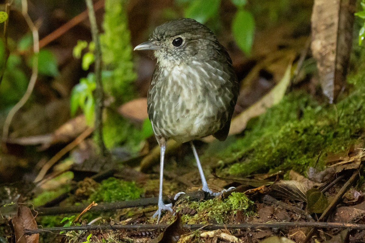 Cundinamarca Antpitta - ML646948671