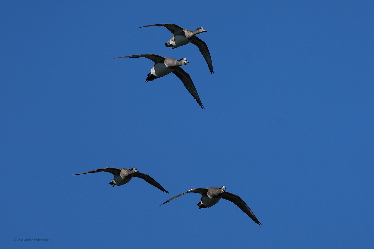American Wigeon - ML646948672