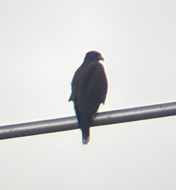 Poiana di Harris - ML646948673