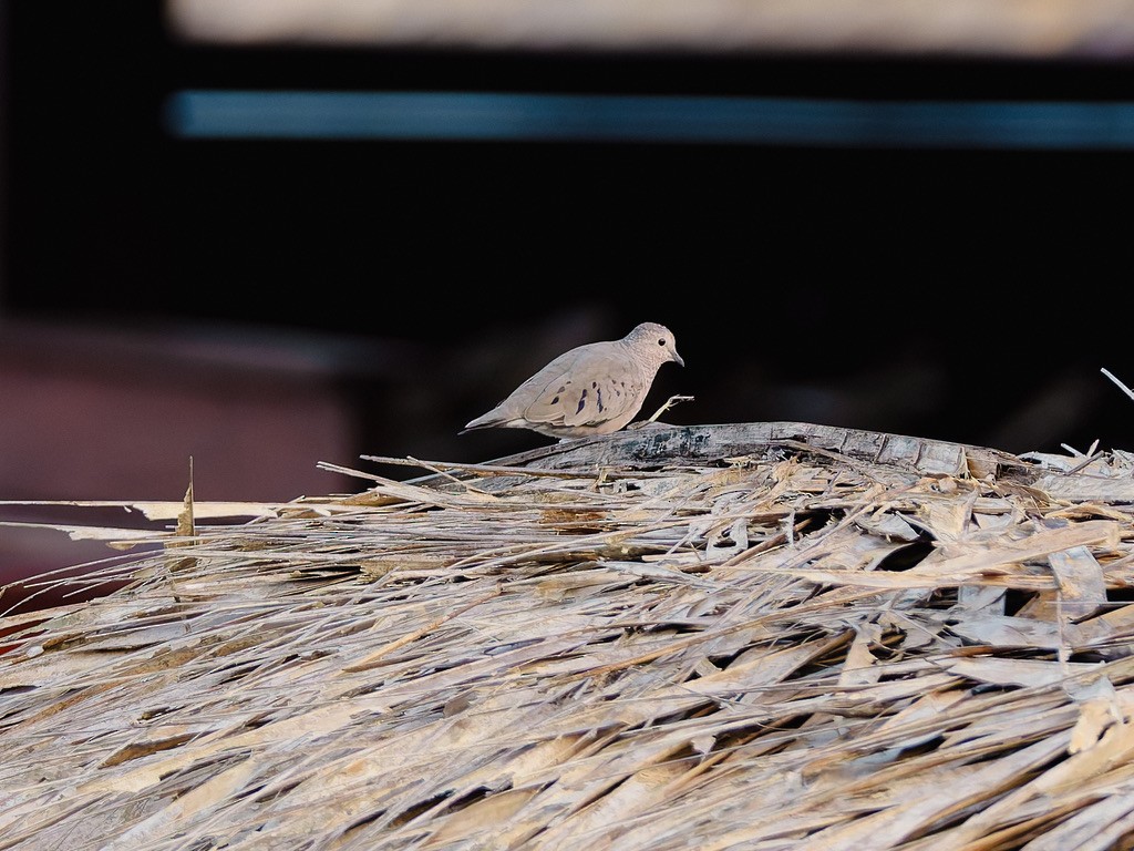 Serçe Kumrusu - ML646948674