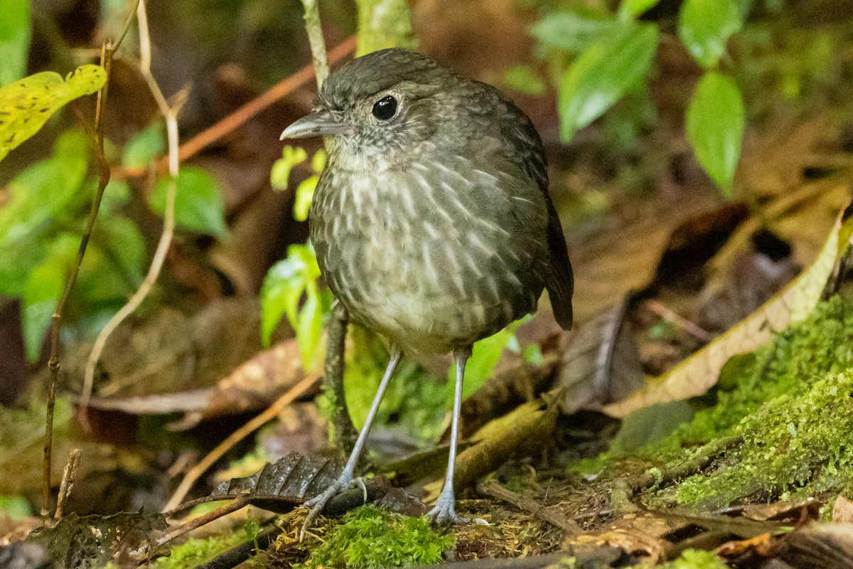 Cundinamarca Antpitta - ML646948675