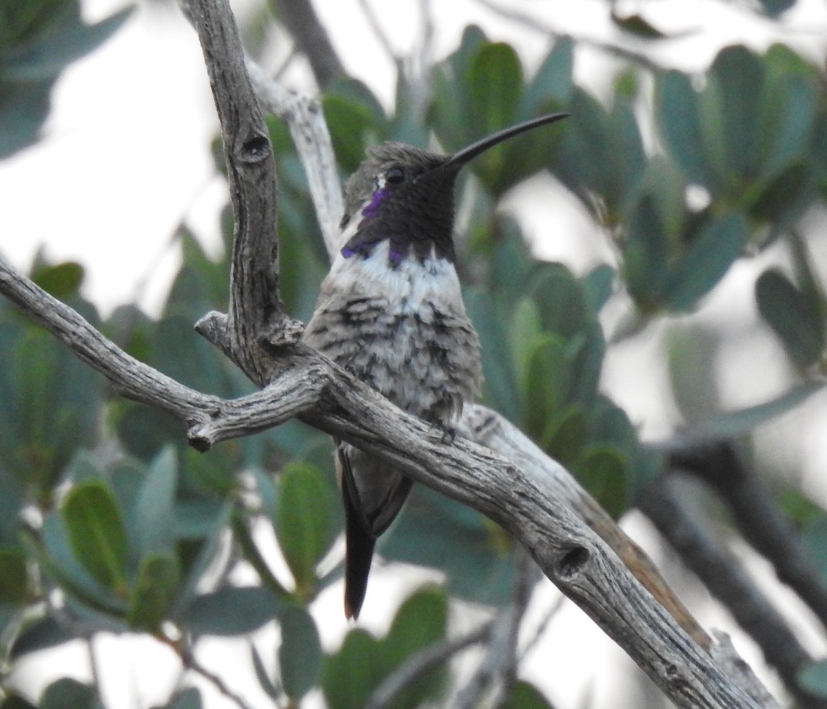 Lucifer Hummingbird - ML646948677