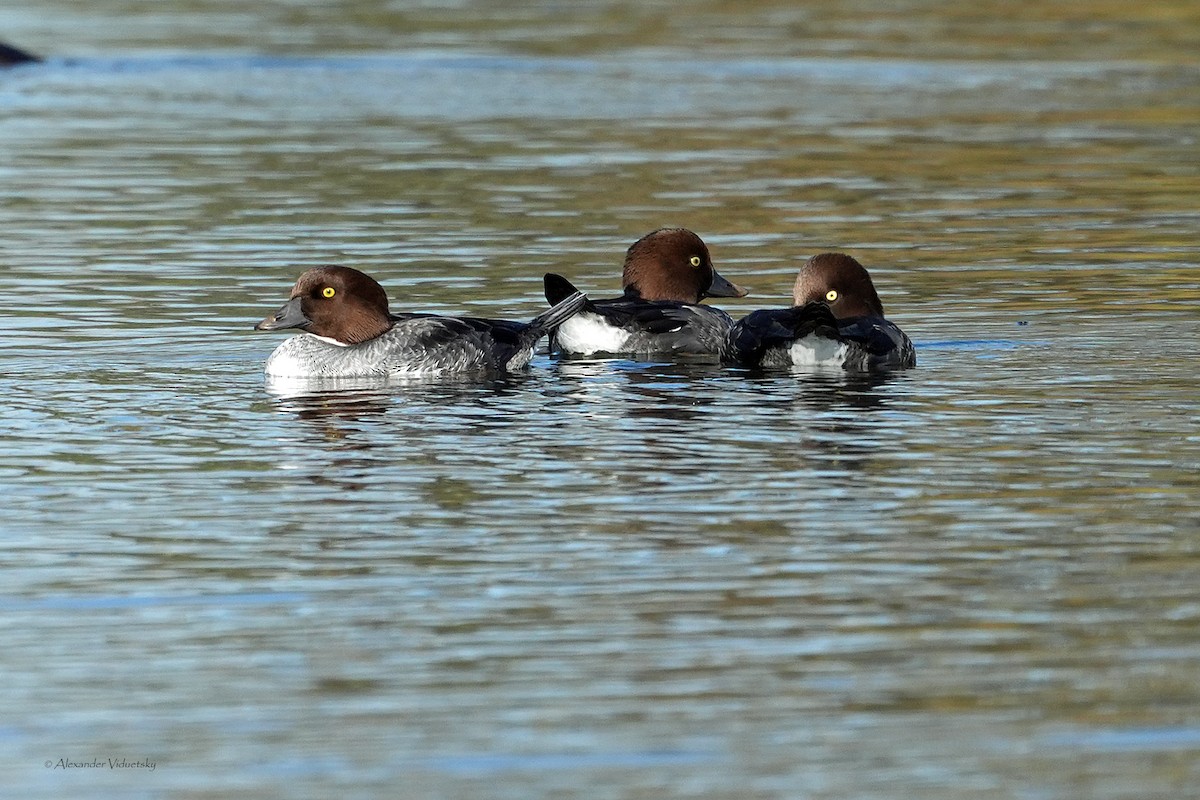 Common Goldeneye - ML646948678