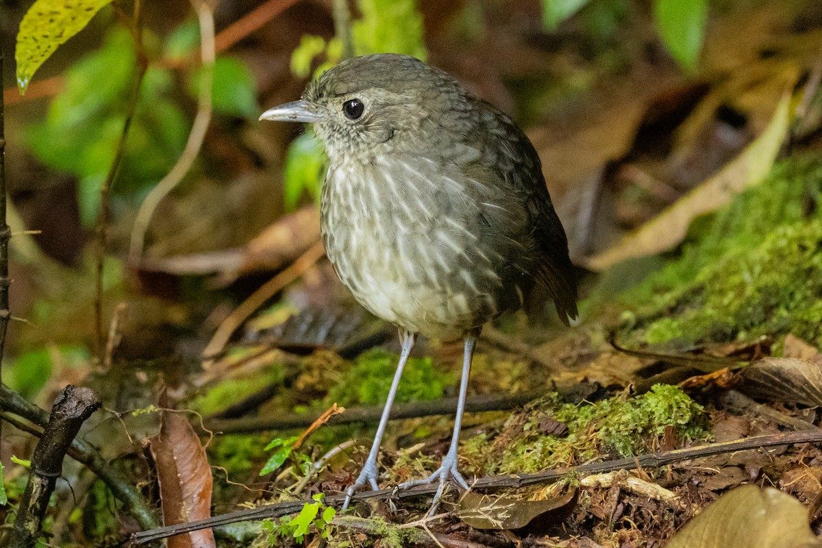 Cundinamarca Antpitta - ML646948679