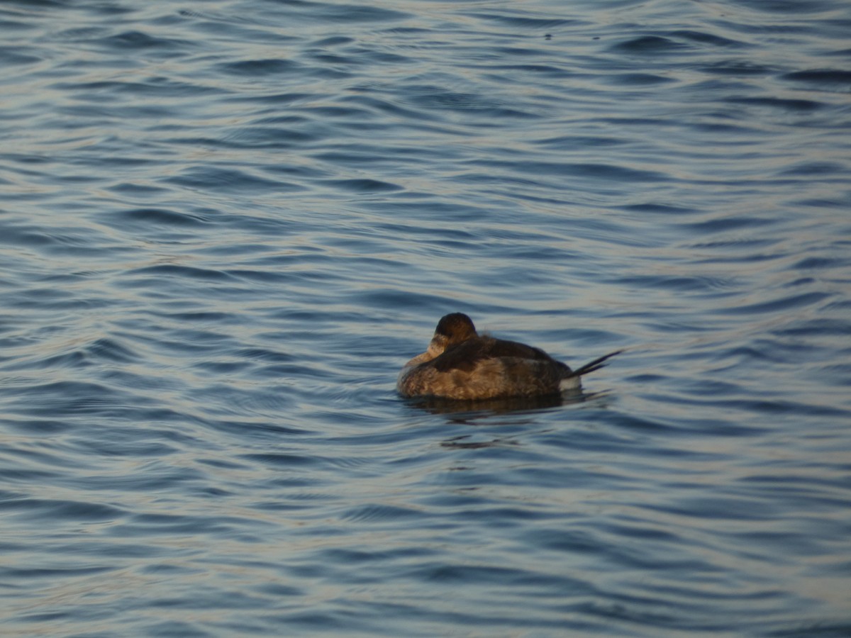 Ruddy Duck - ML646948681