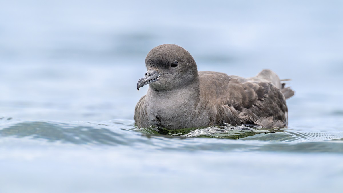 Short-tailed Shearwater - ML646948682