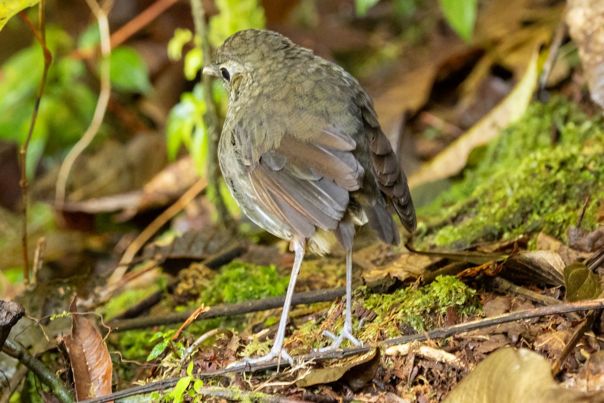 Cundinamarca Antpitta - ML646948683