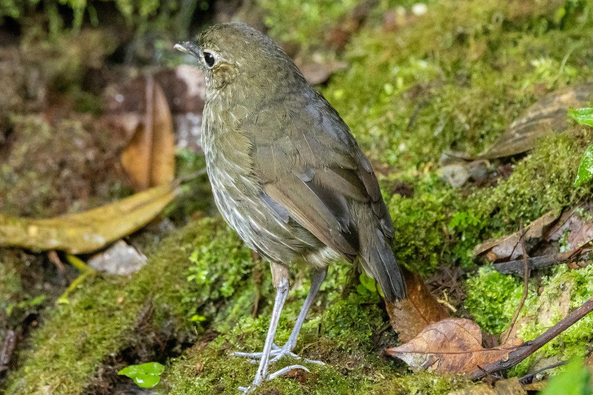 Cundinamarca Antpitta - ML646948684