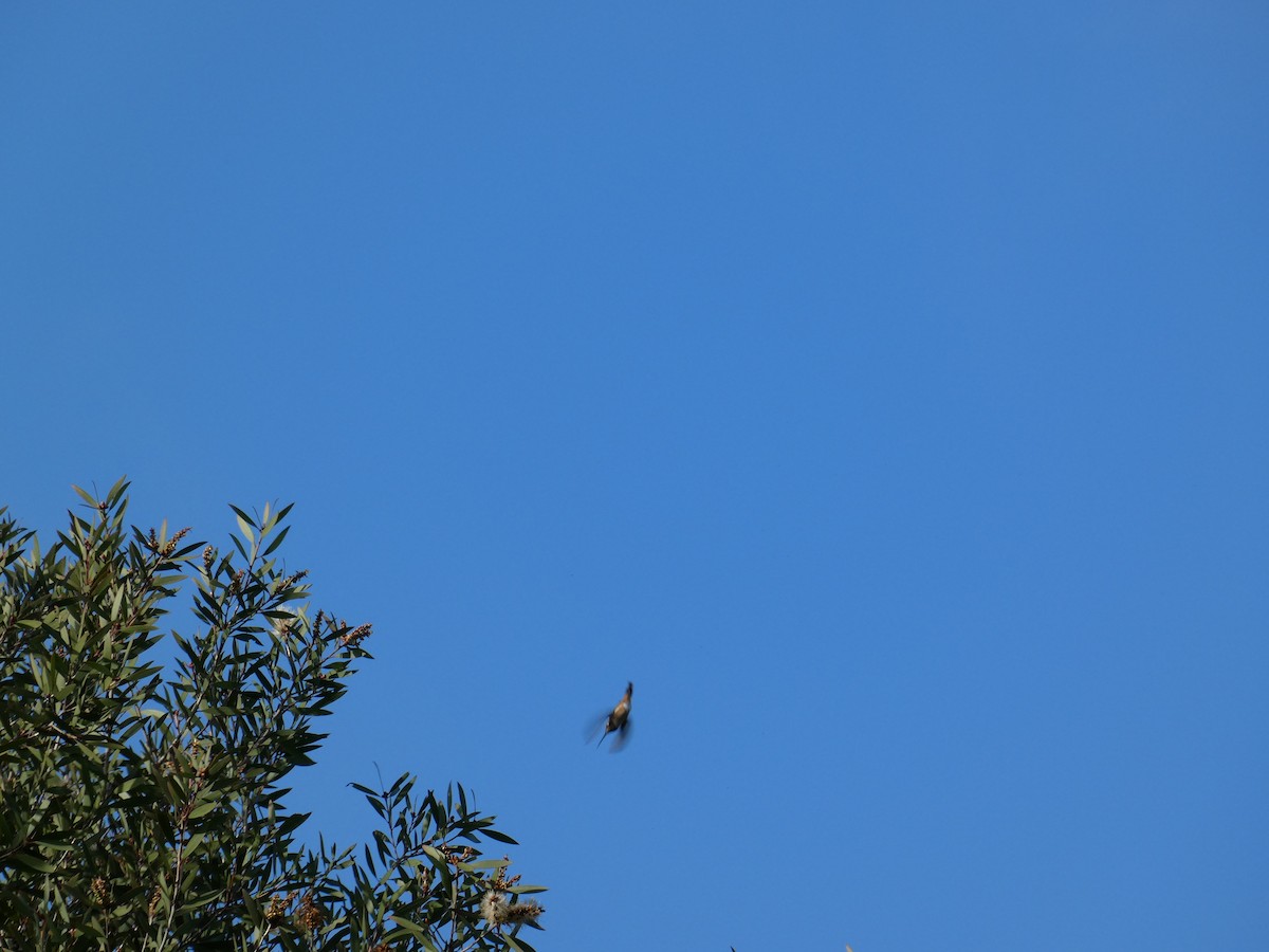 Allen's Hummingbird - ML646948687