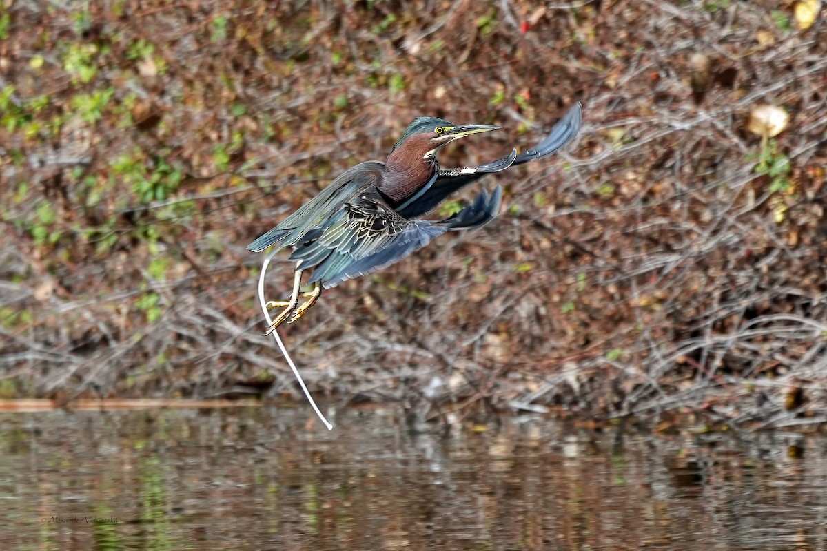 Green Heron - ML646948688