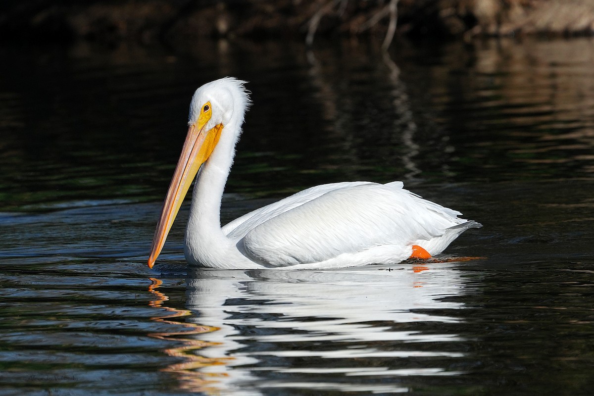 American White Pelican - ML646948690