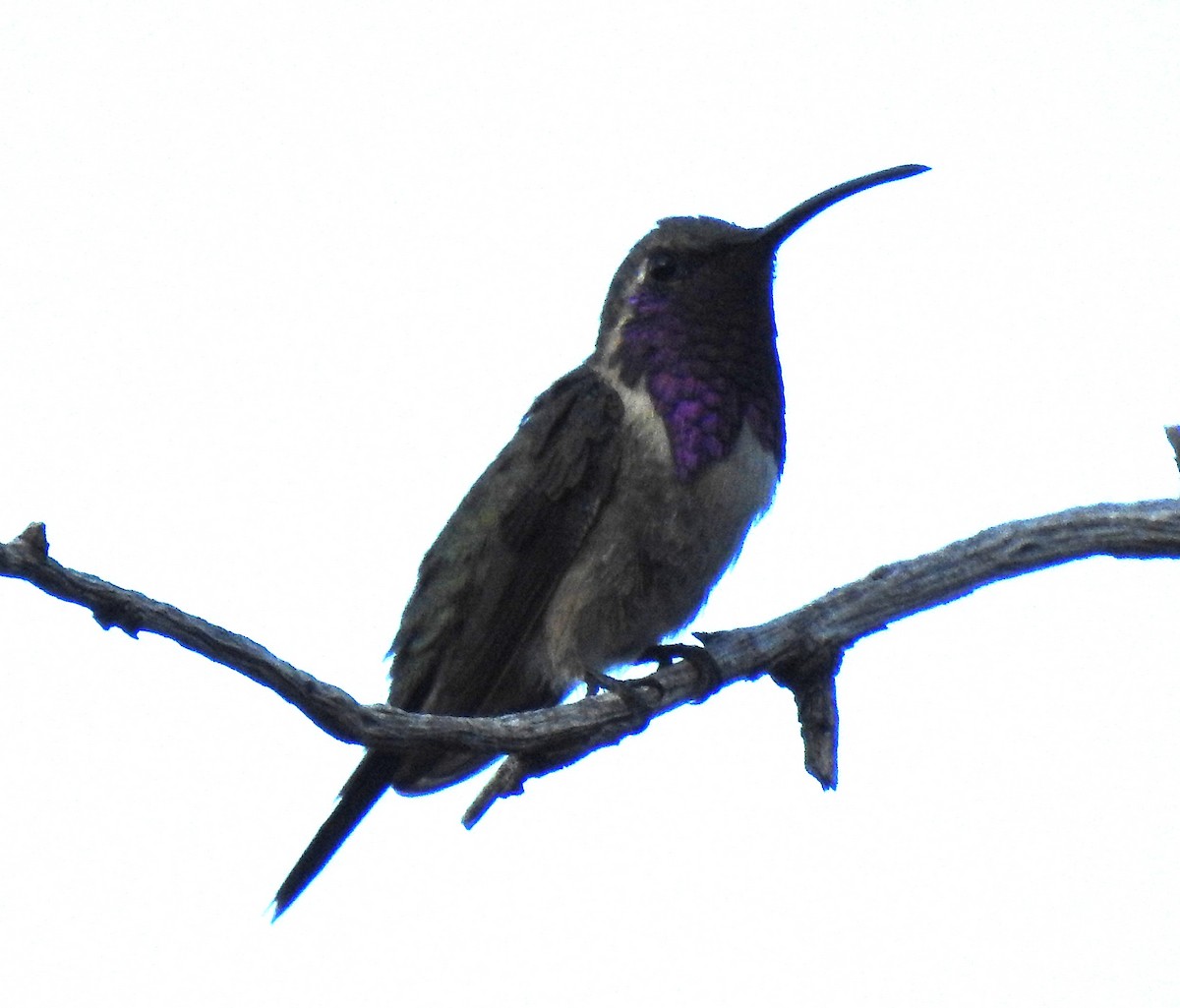 Lucifer Hummingbird - ML646948691