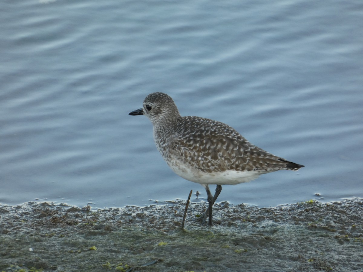 Black-bellied Plover - ML646948692