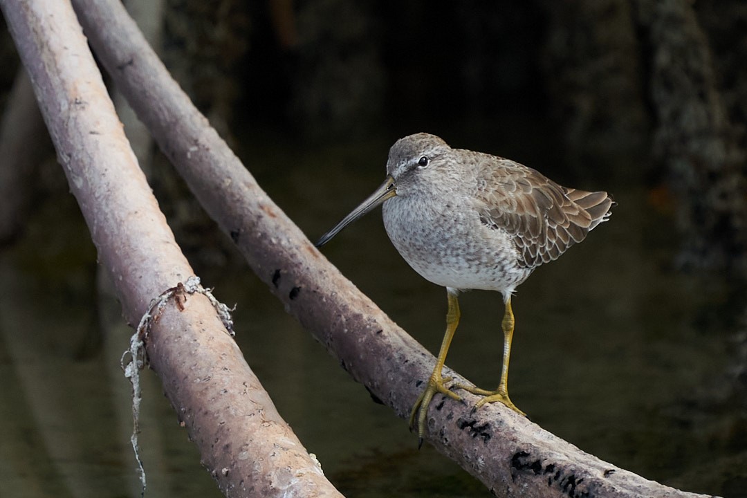 Неголь короткодзьобий - ML646948694