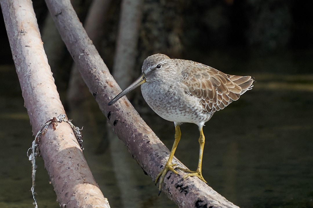 Неголь короткодзьобий - ML646948695