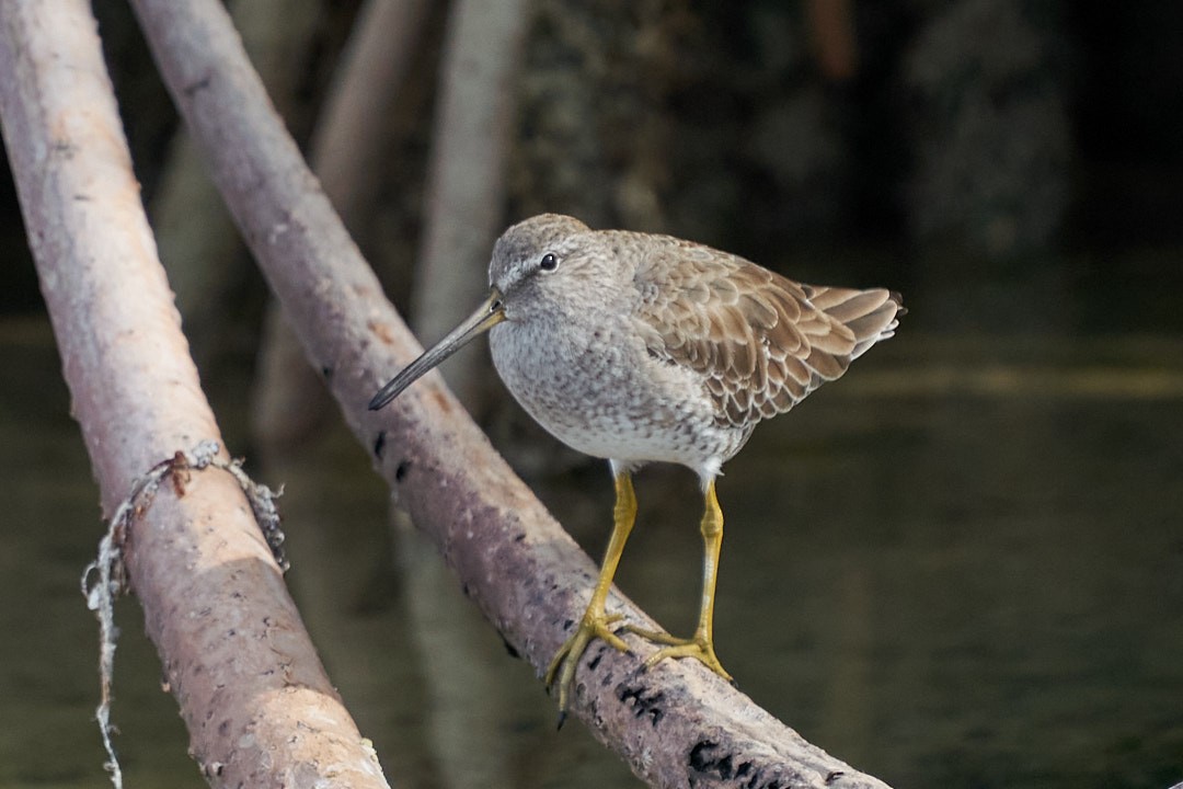 Неголь короткодзьобий - ML646948696