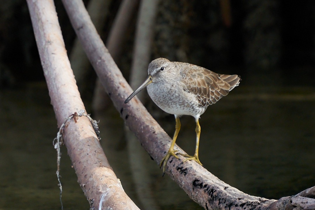 Неголь короткодзьобий - ML646948697