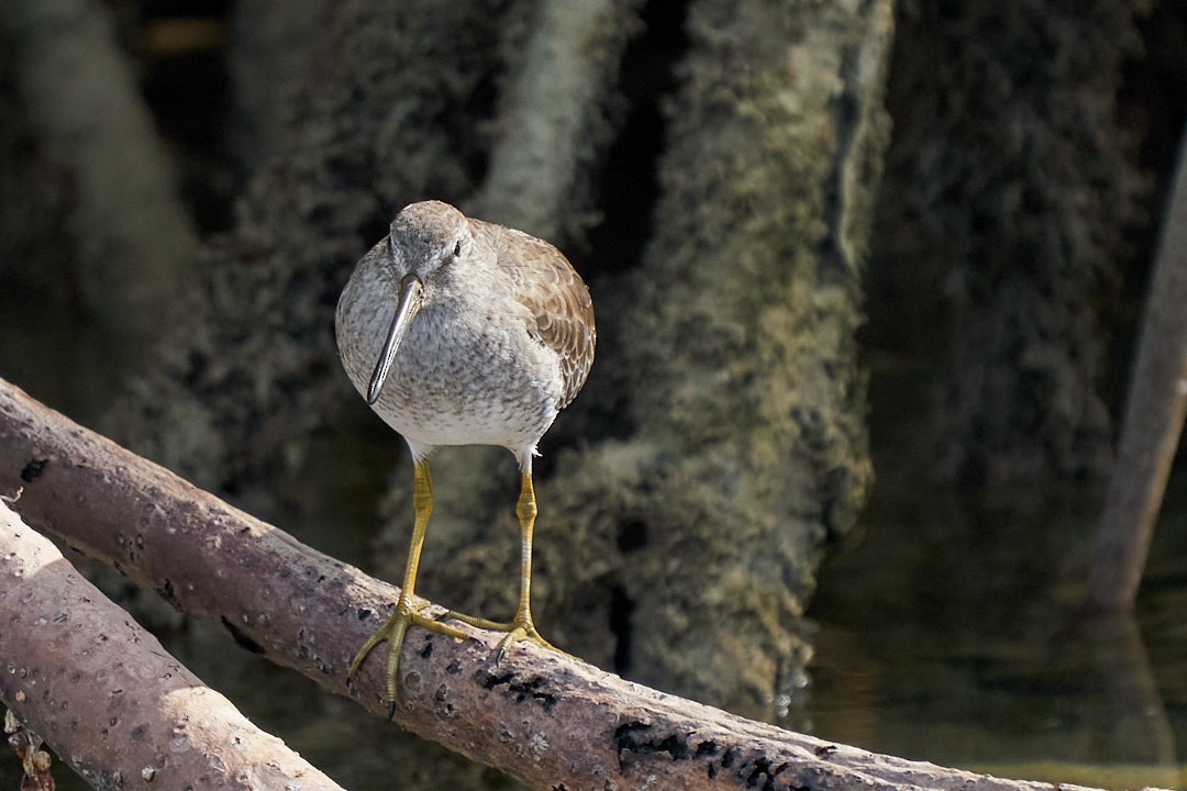 Неголь короткодзьобий - ML646948698