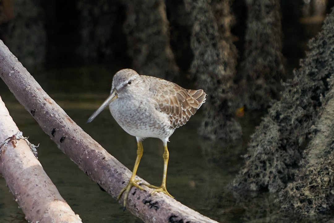 Неголь короткодзьобий - ML646948699