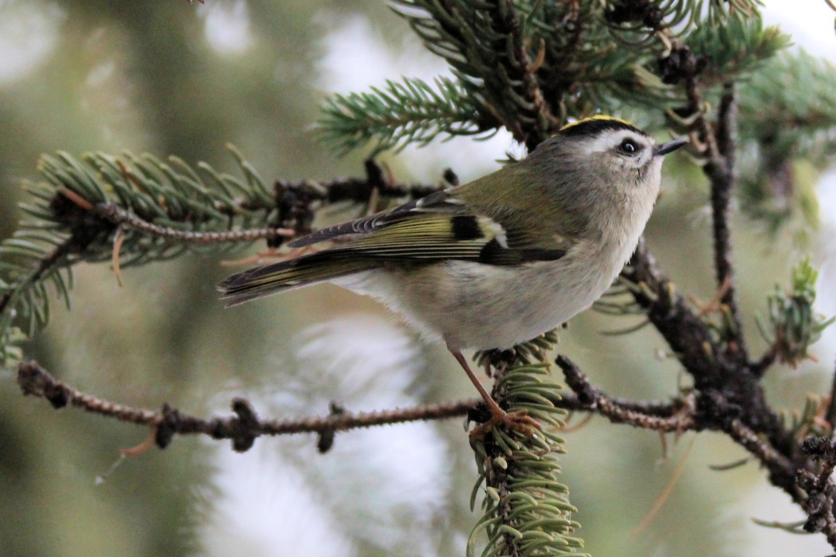 Golden-crowned Kinglet - ML646948700