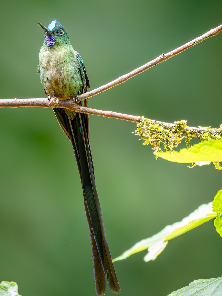 Violet-tailed Sylph - ML646948701