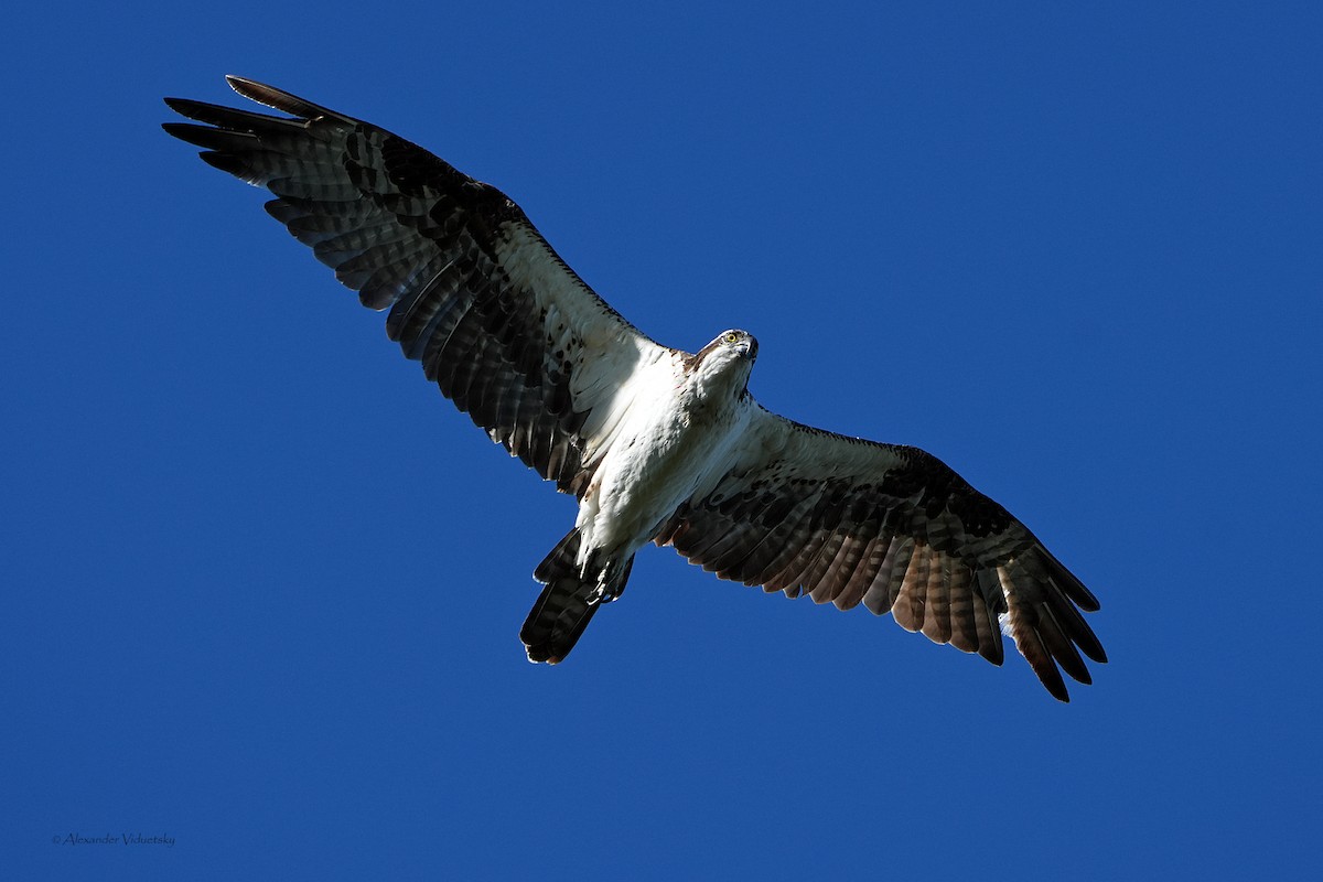 Osprey - ML646948703