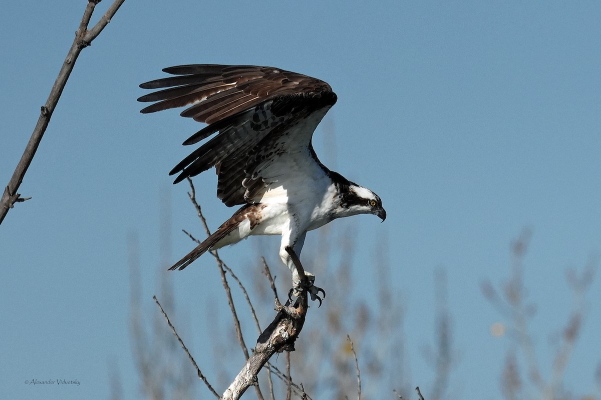 Osprey - ML646948704