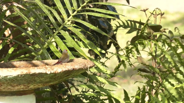White-throated Honeyeater - ML646948705