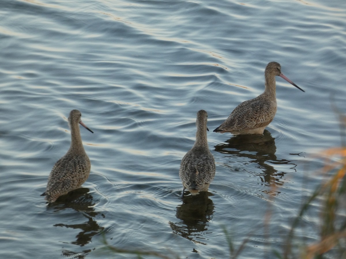 Marbled Godwit - ML646948706
