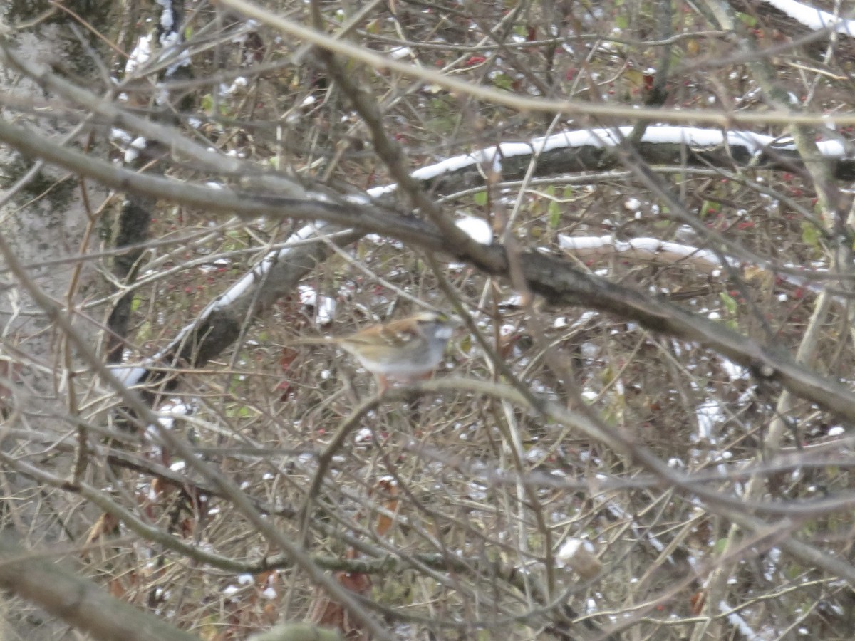 White-throated Sparrow - ML646948707