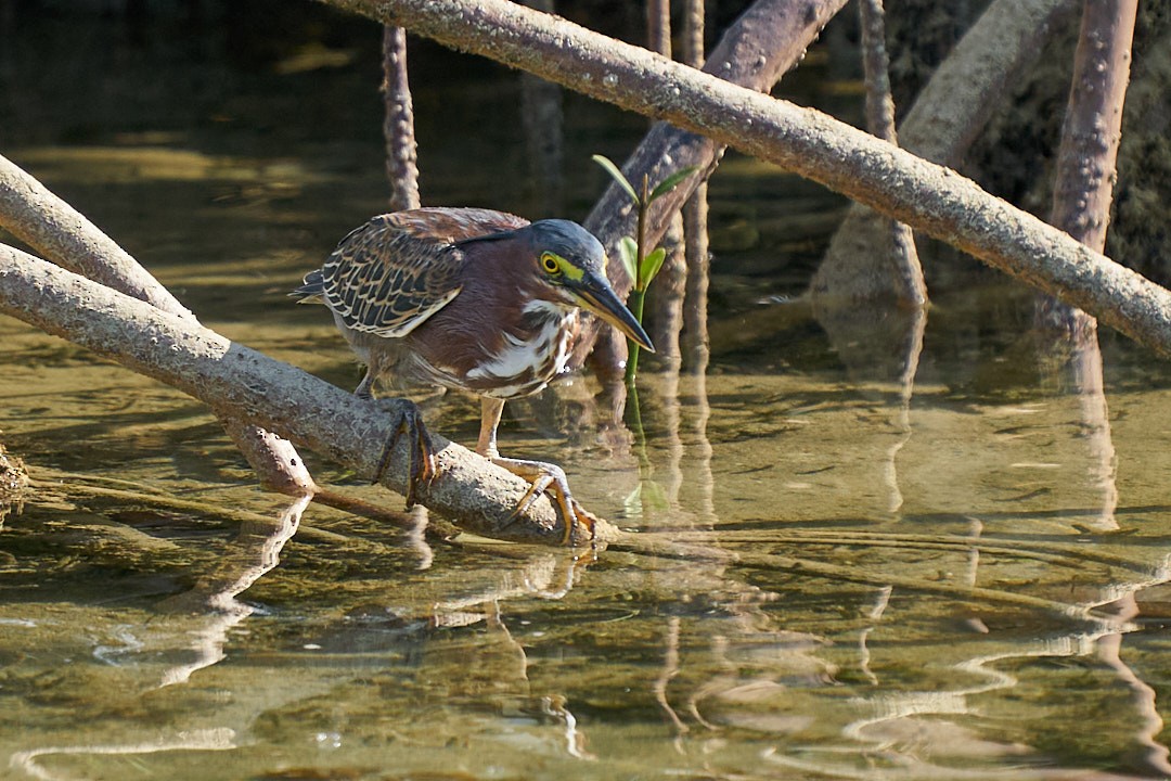 Чапля зелена - ML646948708