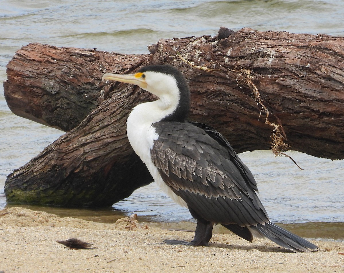 Pied Cormorant - ML646948709