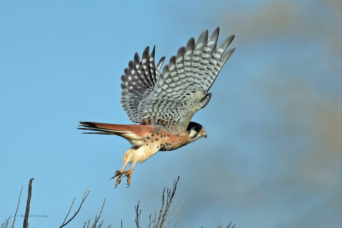 American Kestrel - ML646948712