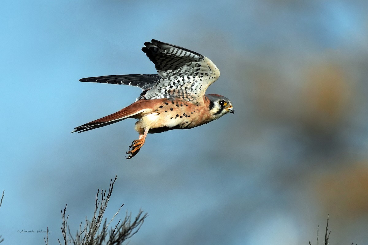 American Kestrel - ML646948713