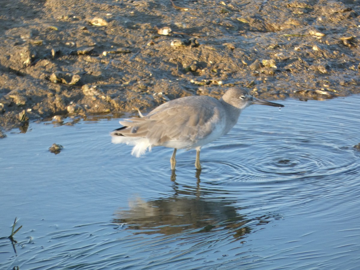 Willet - ML646948714