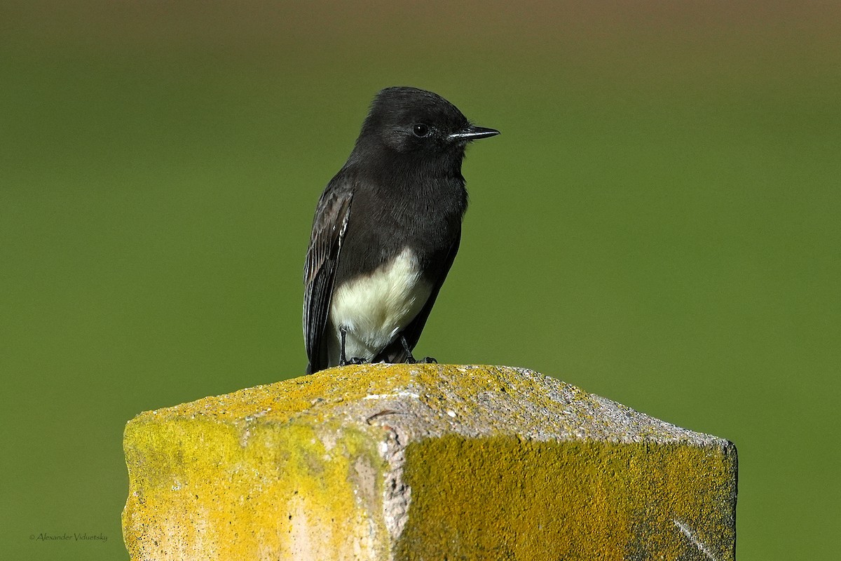 Black Phoebe - ML646948717
