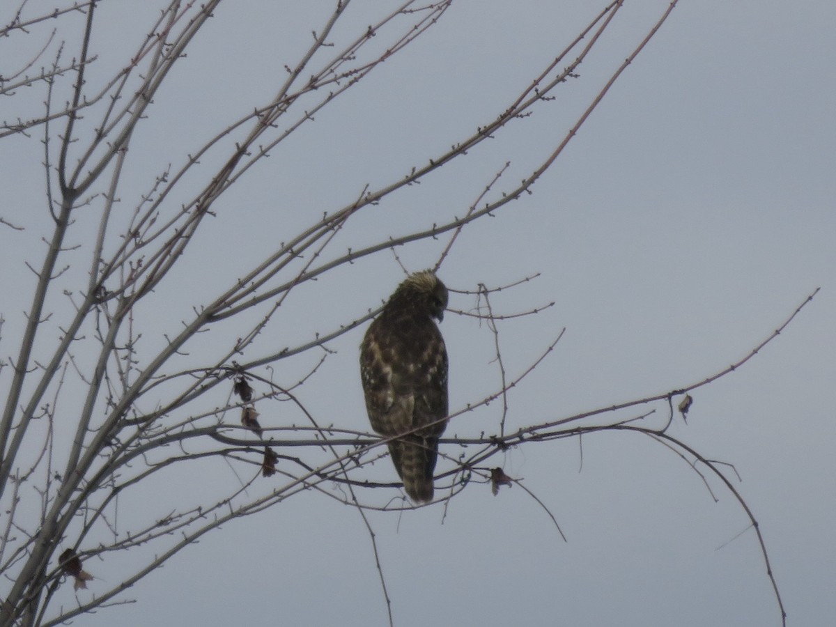 Red-shouldered Hawk - ML646948719
