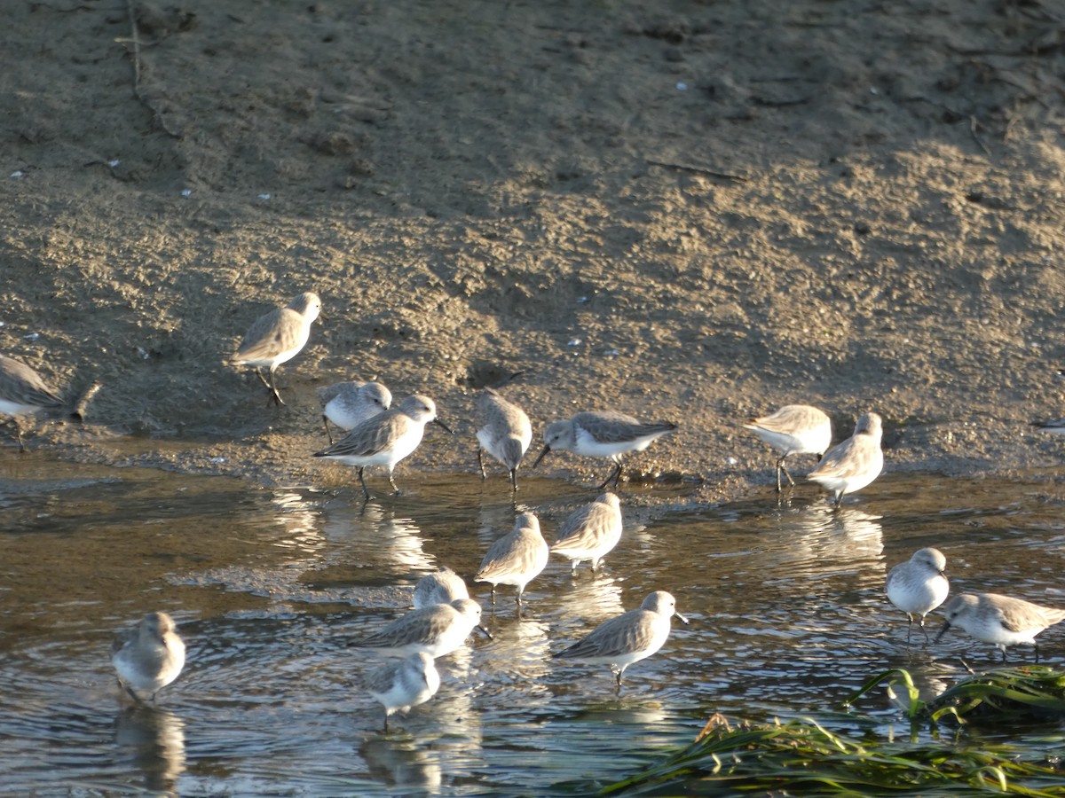 Sanderling - ML646948720